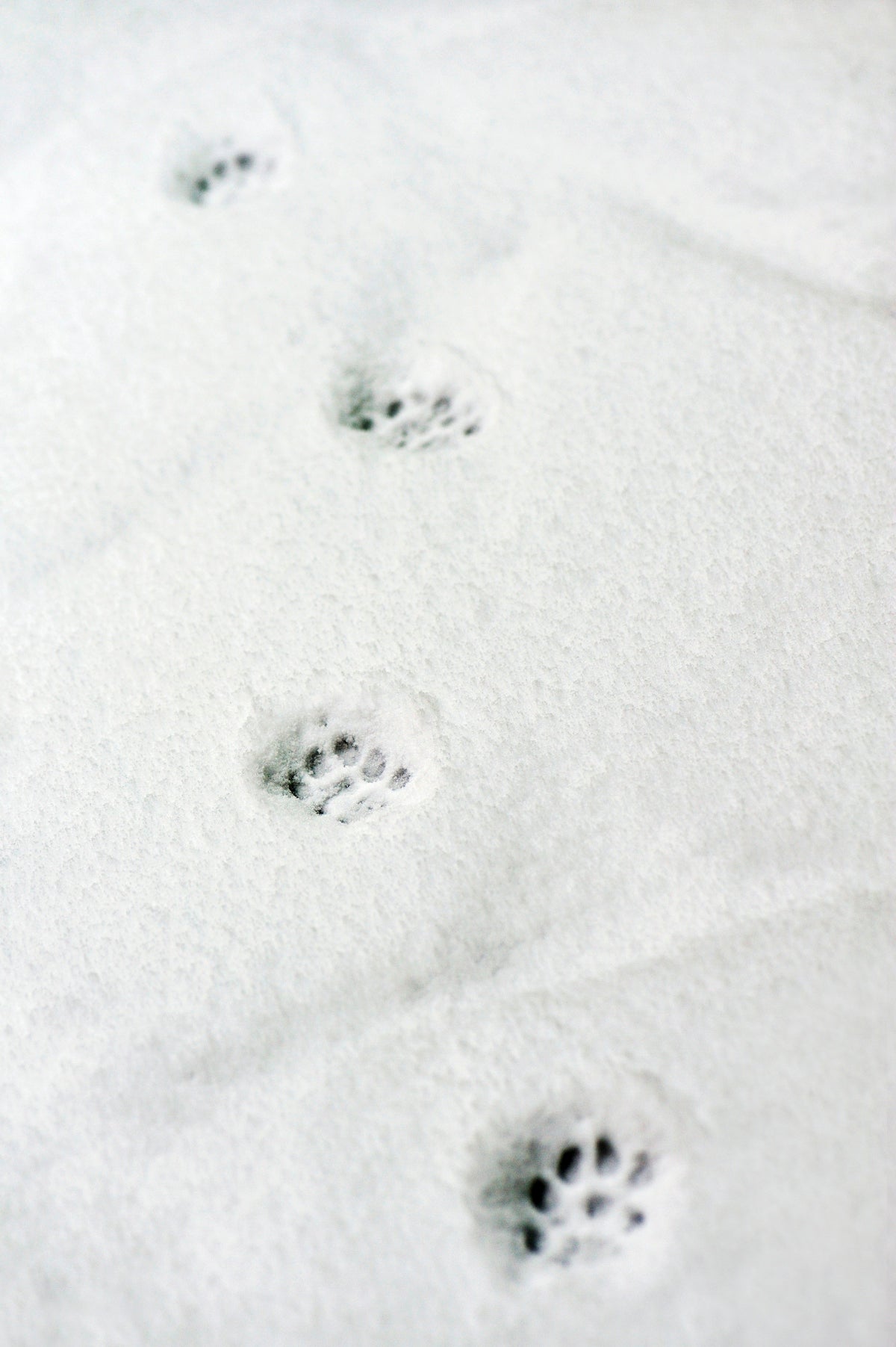 snow paw prints
