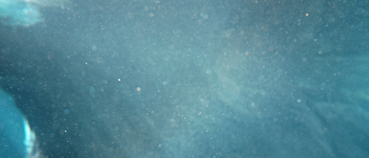 A polar bear is swimming in the water